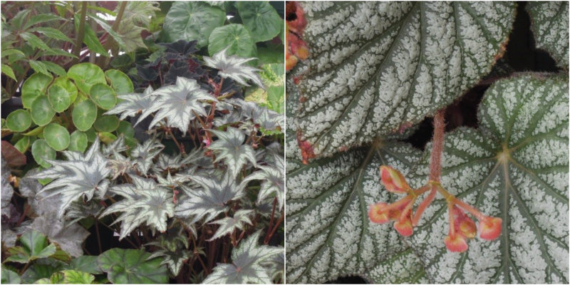 Foliage begonia species